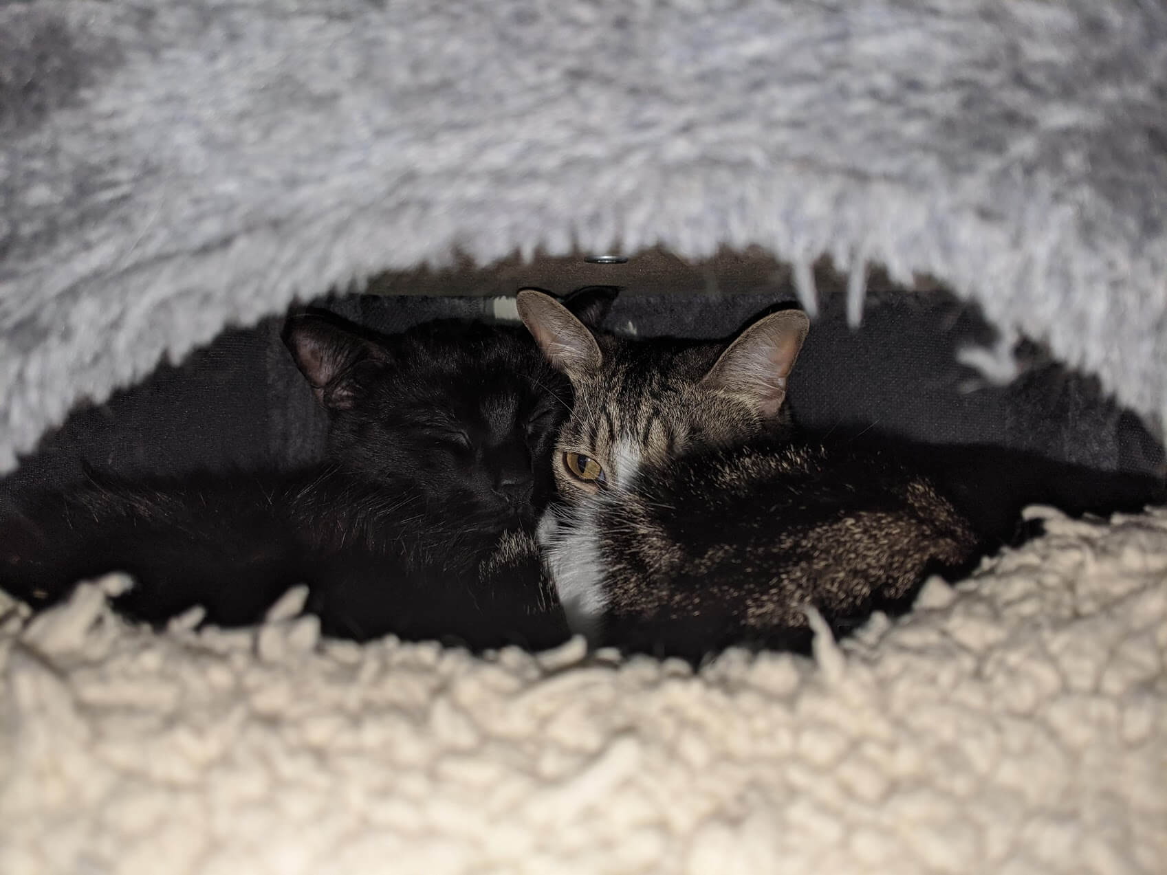 Can you handle the cuteness?