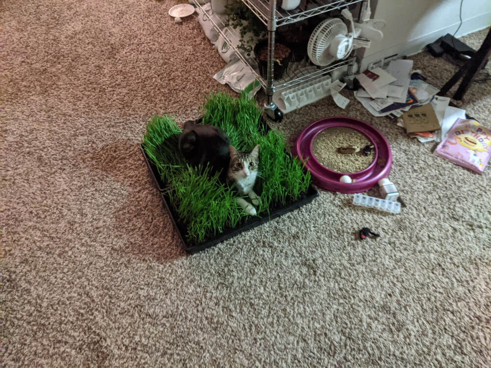 I grew wheat grass for valencio