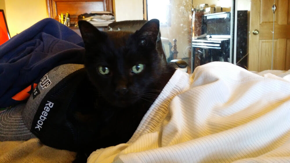 Jack - the sweest cat there was